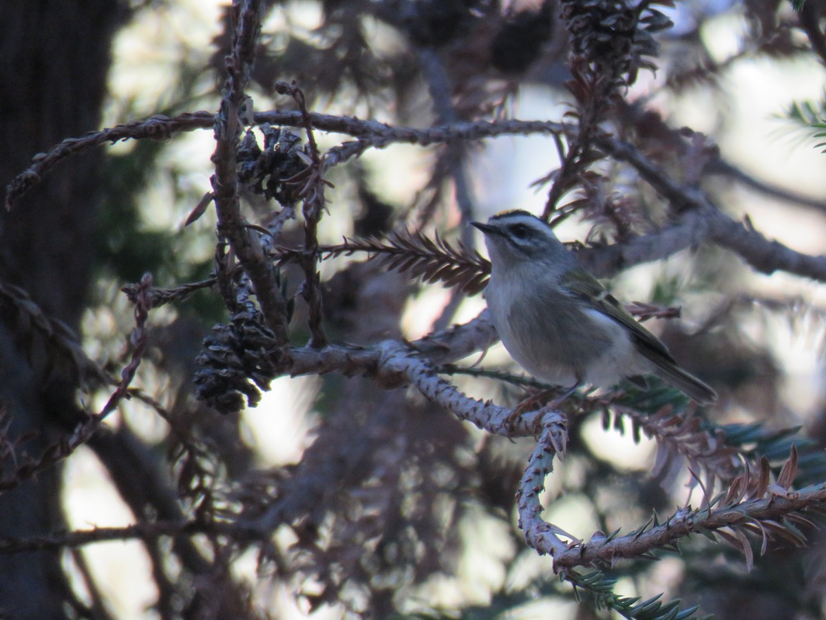 Golden-crowned Kinglet - Joyce Brady