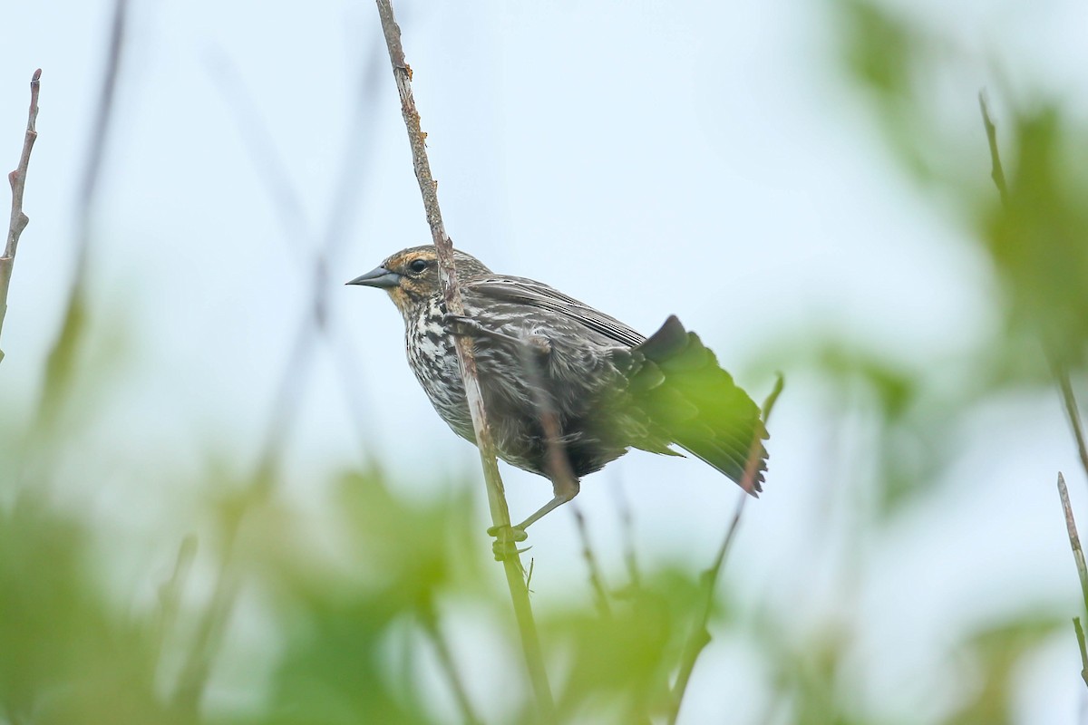 Red-winged Blackbird - ML571682011