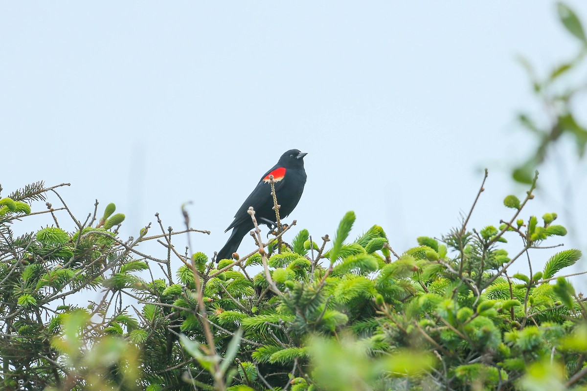 Red-winged Blackbird - ML571682031