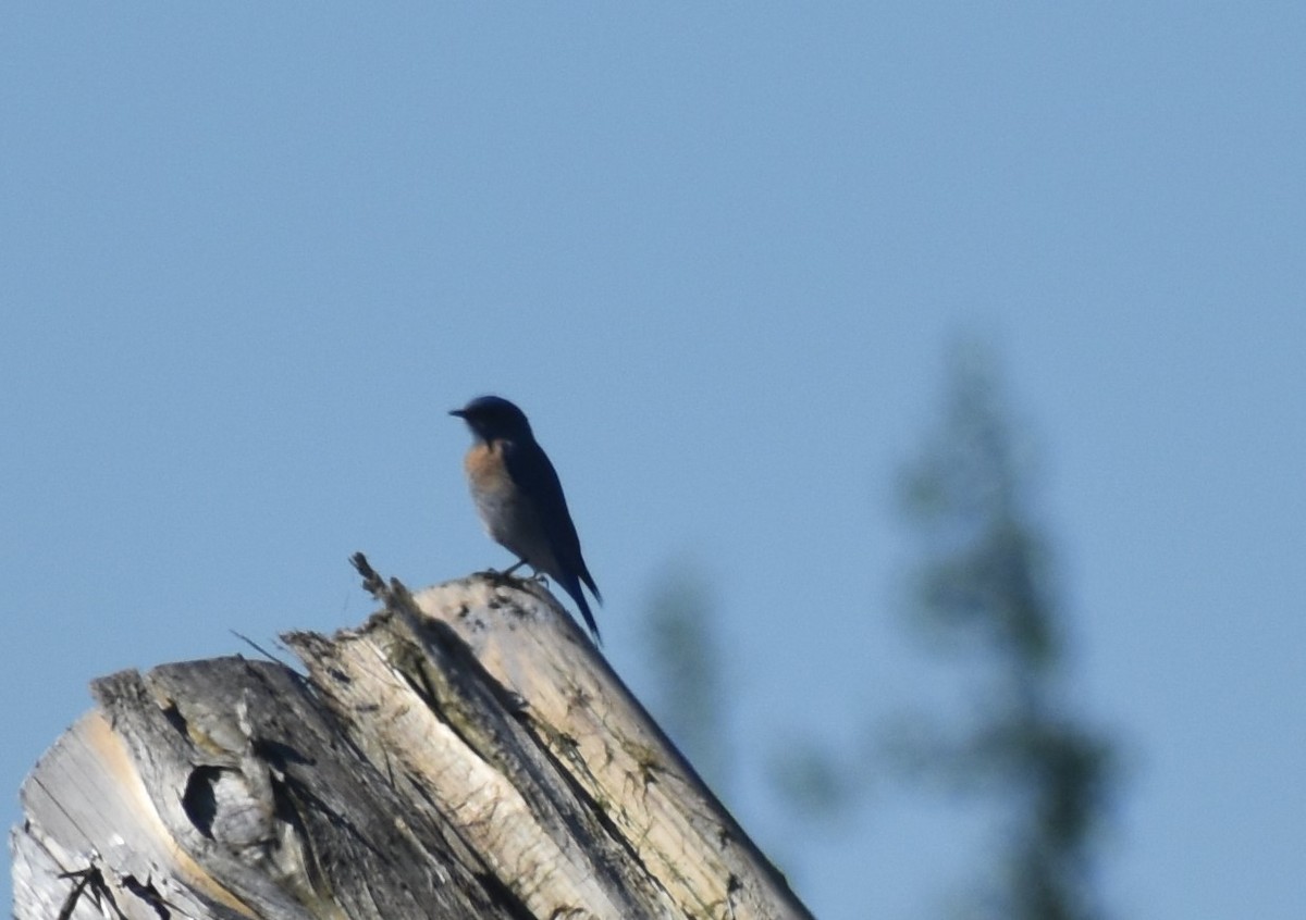 Western Bluebird - ML571682151