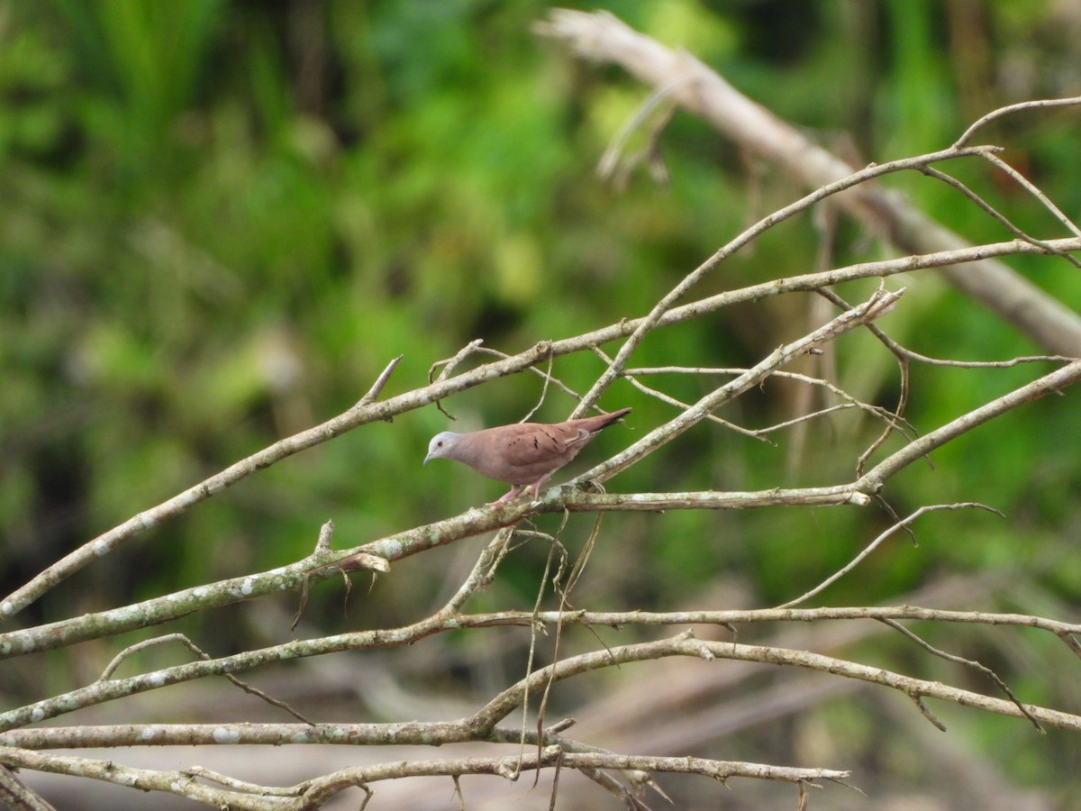 Ruddy Ground Dove - ML571682161