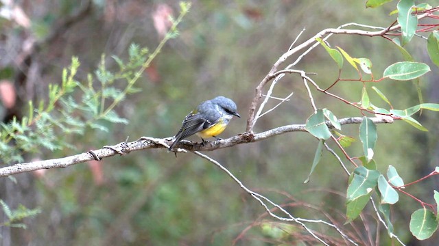 Western Yellow Robin - ML571682201