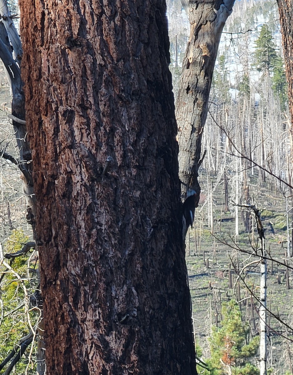 White-headed Woodpecker - ML571682451