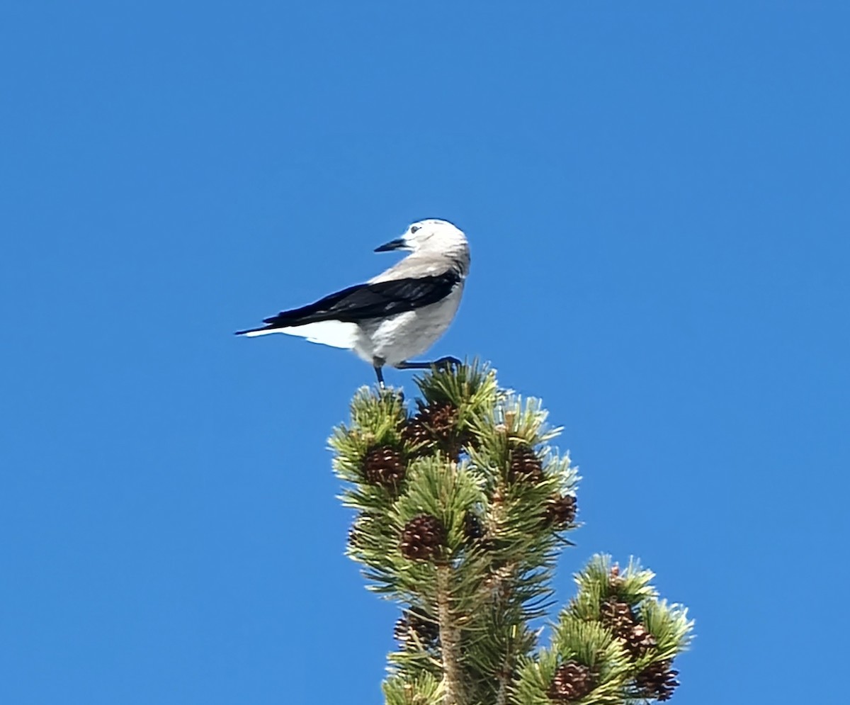 Clark's Nutcracker - ML571682491