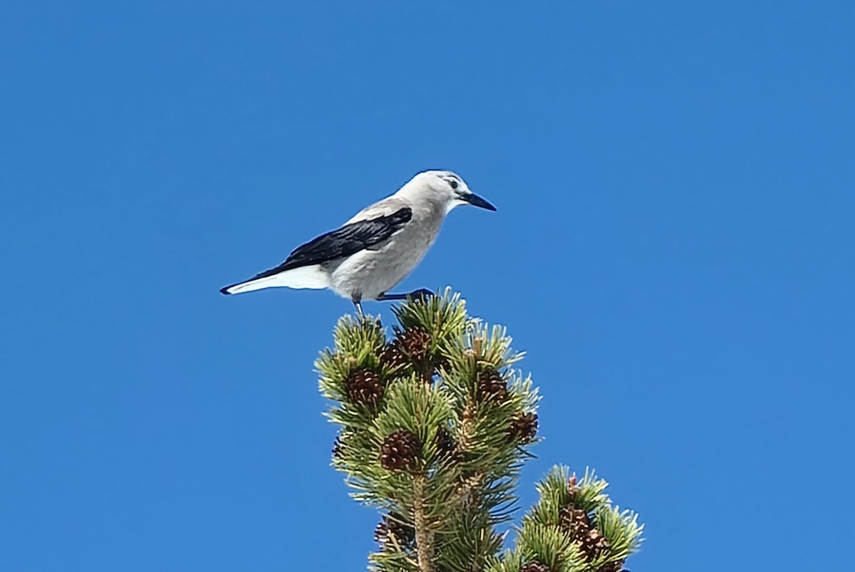 Clark's Nutcracker - ML571682501