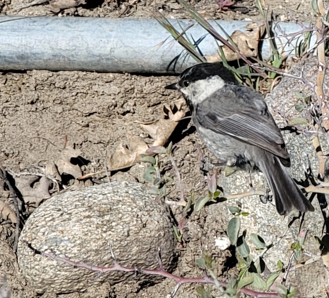 Mountain Chickadee - ML571682541