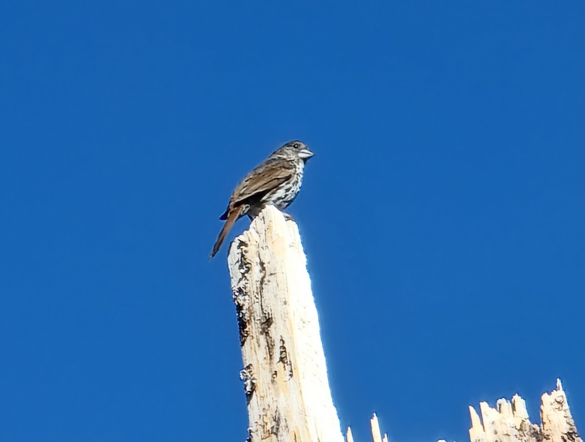 Fox Sparrow - ML571682591