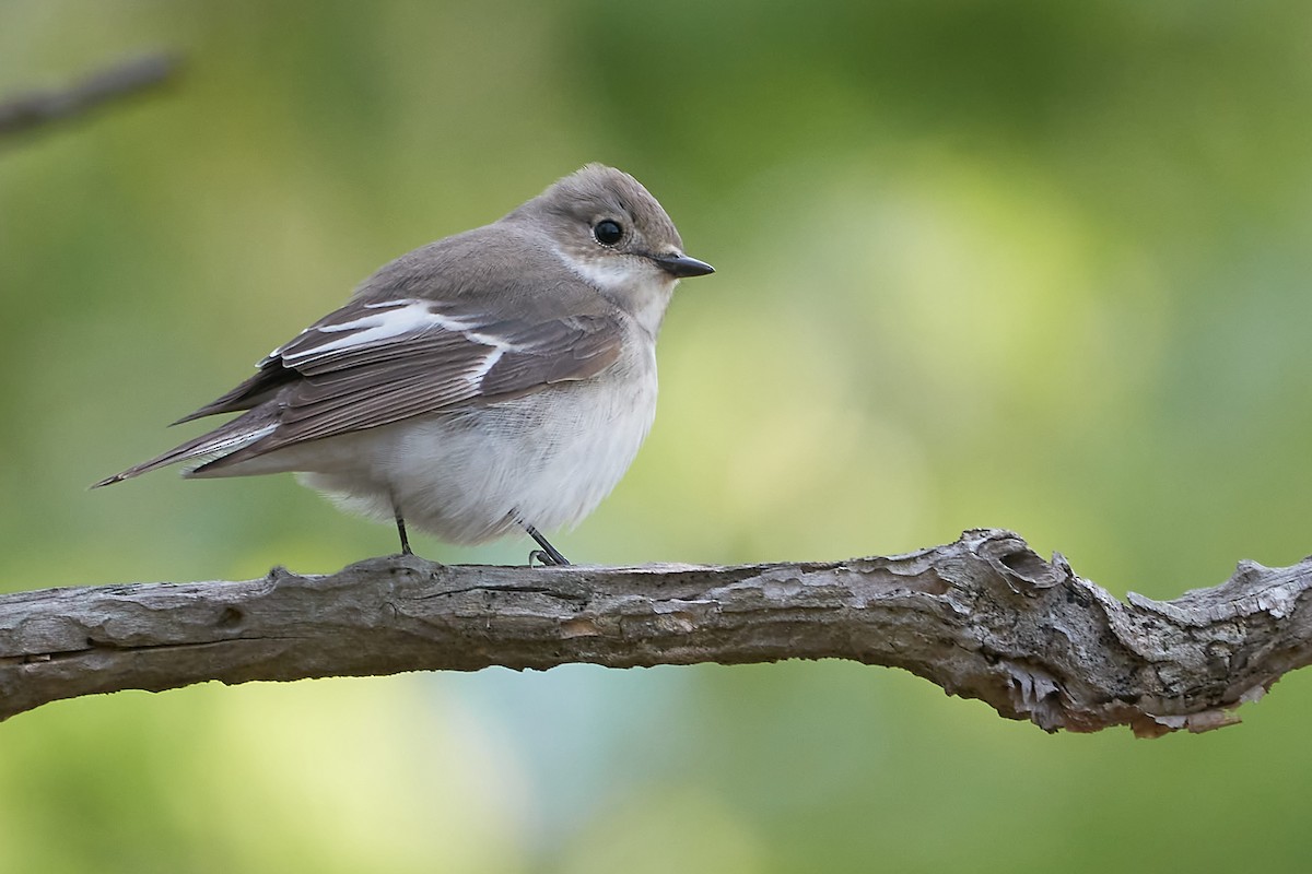 Collared Flycatcher - ML571683231