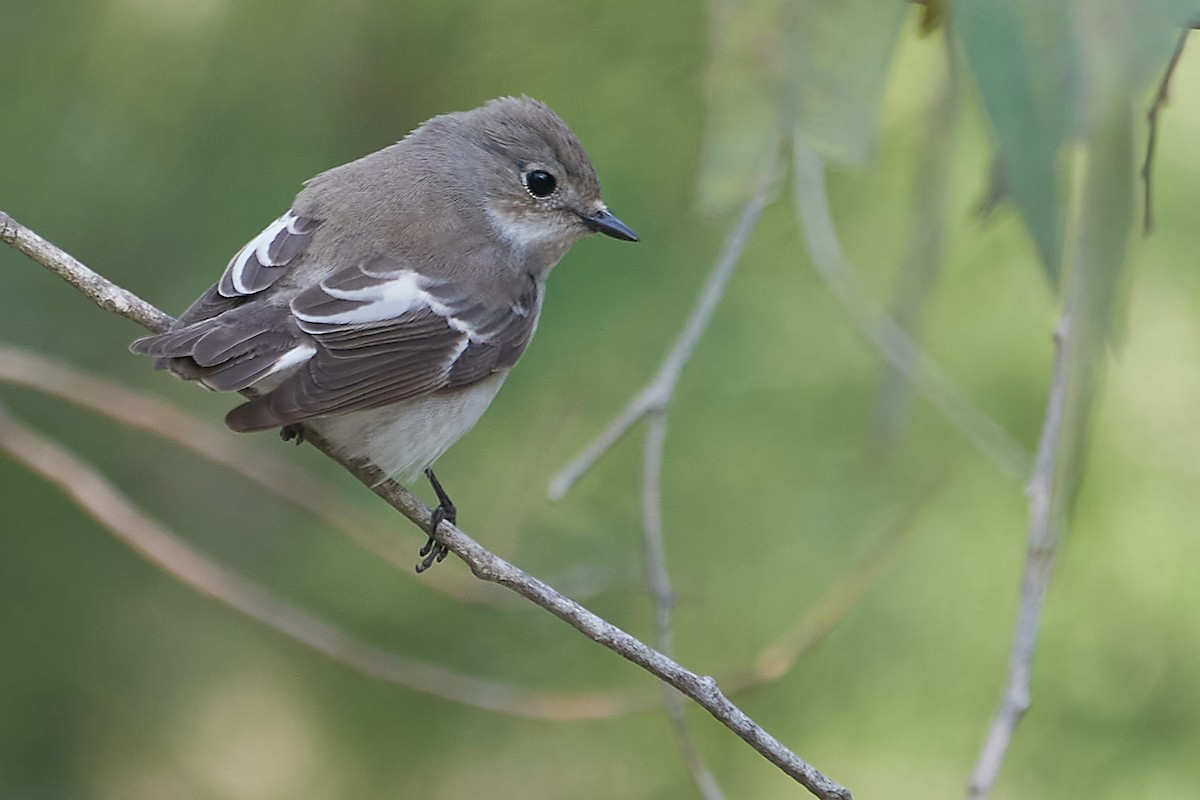 Collared Flycatcher - ML571683241