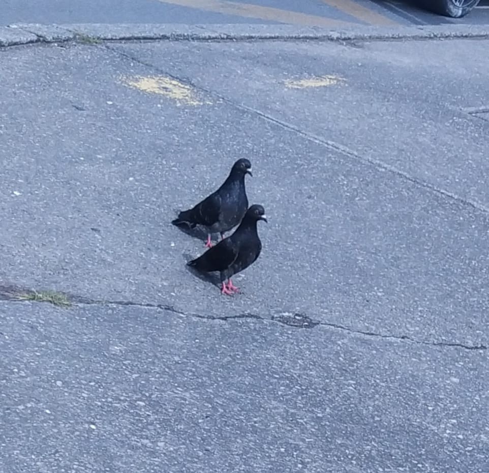 Rock Pigeon (Feral Pigeon) - ML571683531