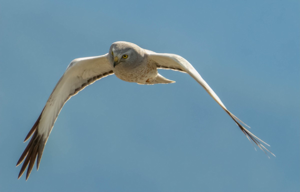 Northern Harrier - Markus and Erin Braaten