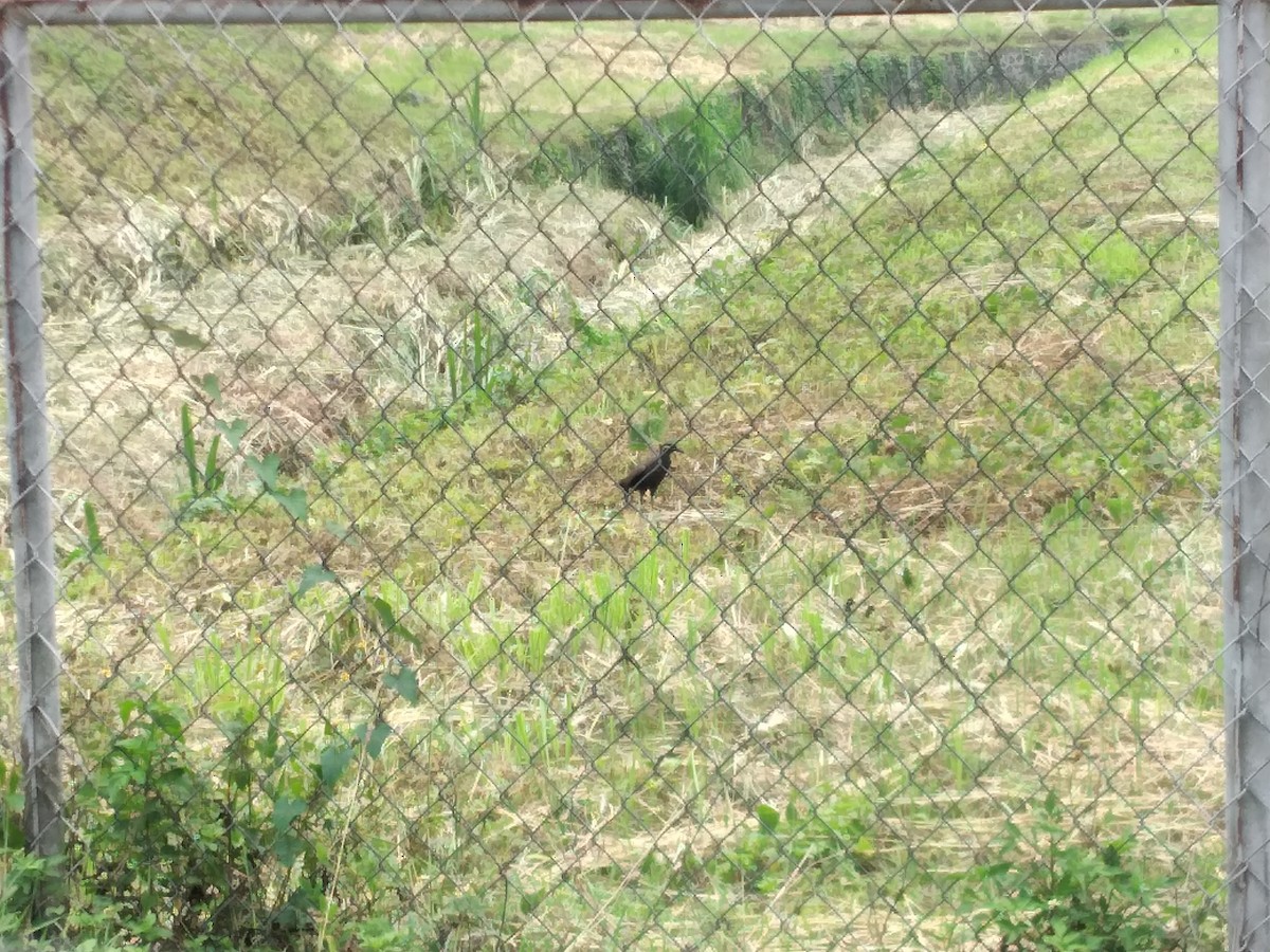 Barred Rail - ML571684001