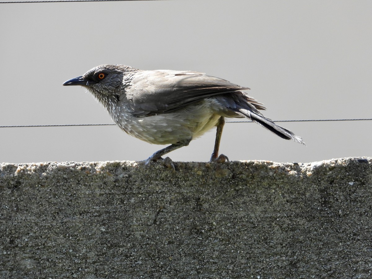 Arrow-marked Babbler - Gary Brent