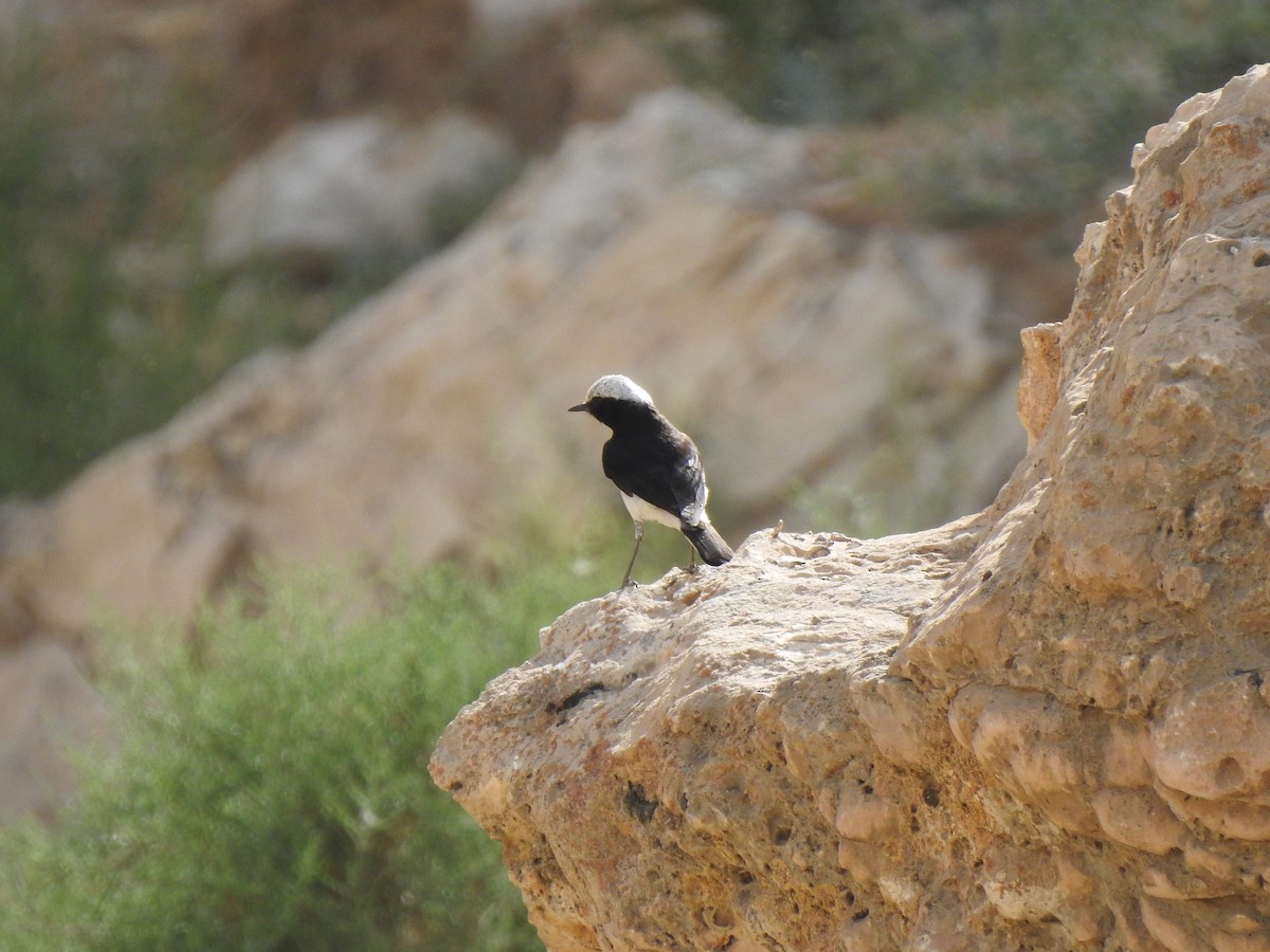 Variable Wheatear (Gould's) - Philip Steiner