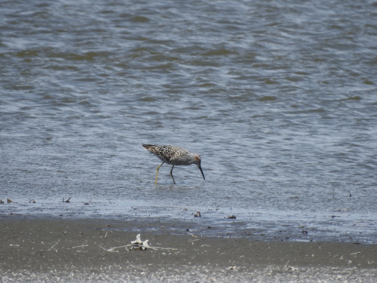 Stilt Sandpiper - ML57168671