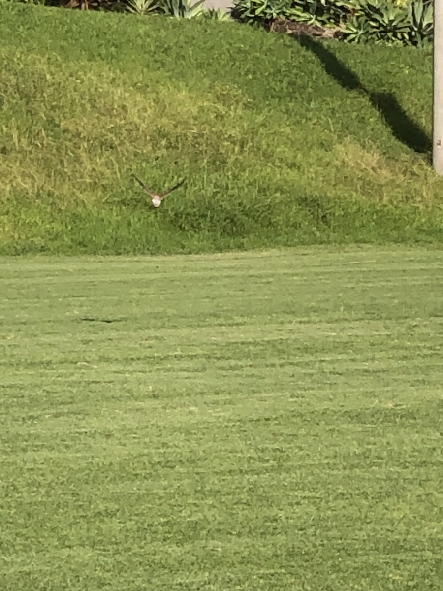 Nankeen Kestrel - ML571686711