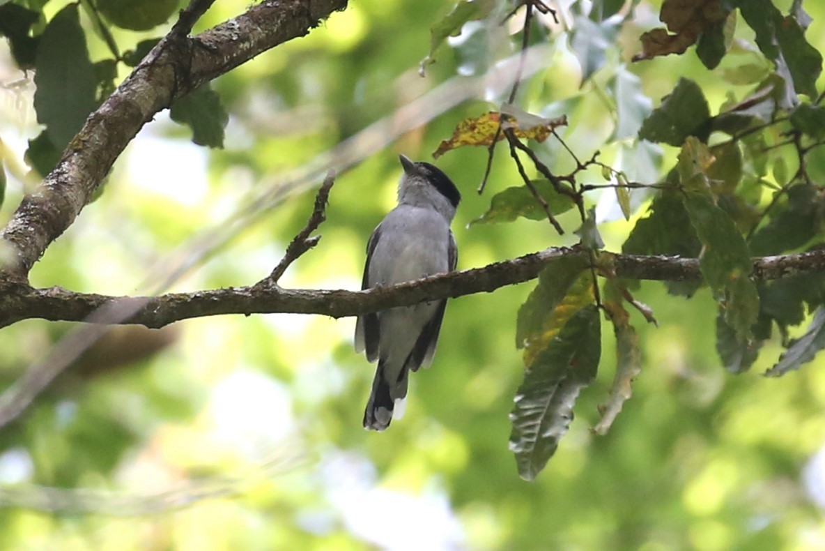 Gray-collared Becard - ML571686961