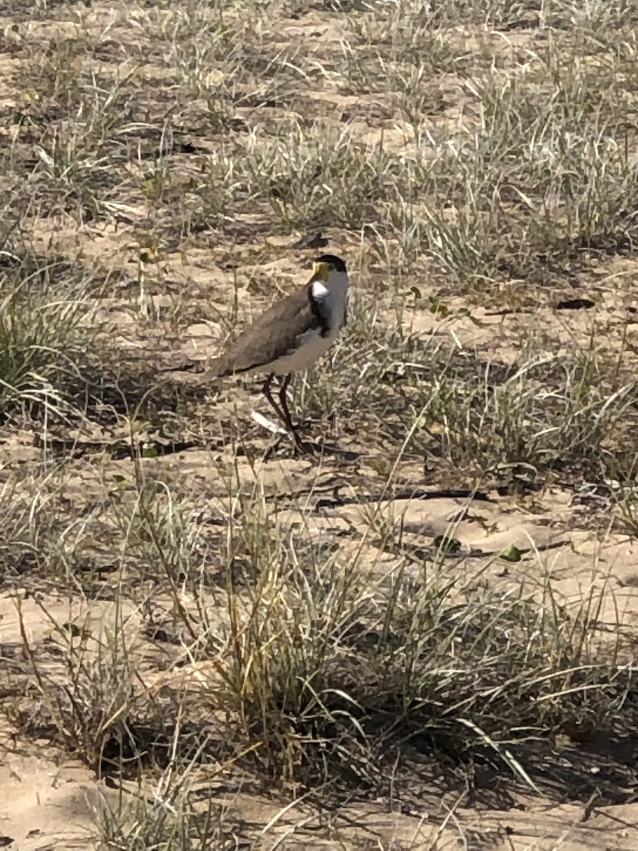 Masked Lapwing - ML571687141