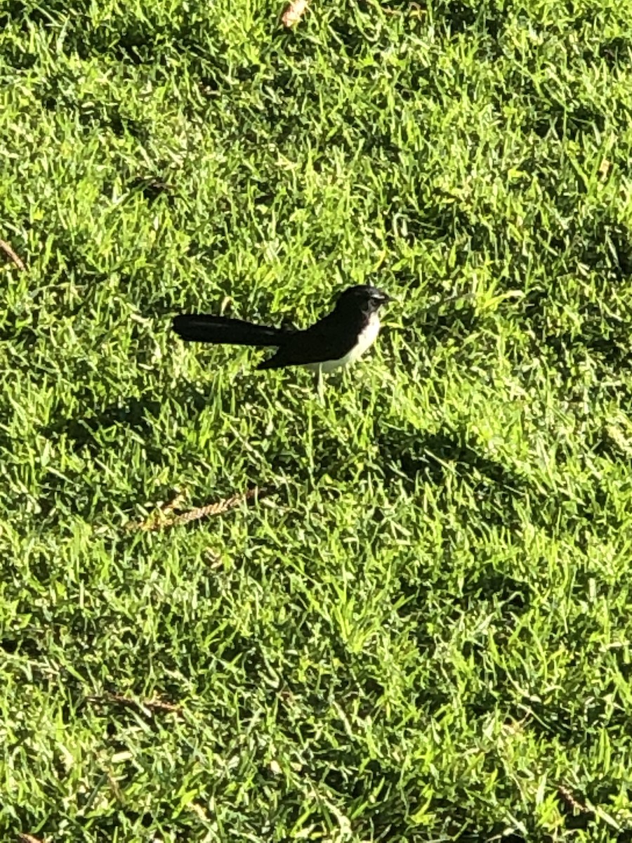 Willie-wagtail - Ian Nicholson