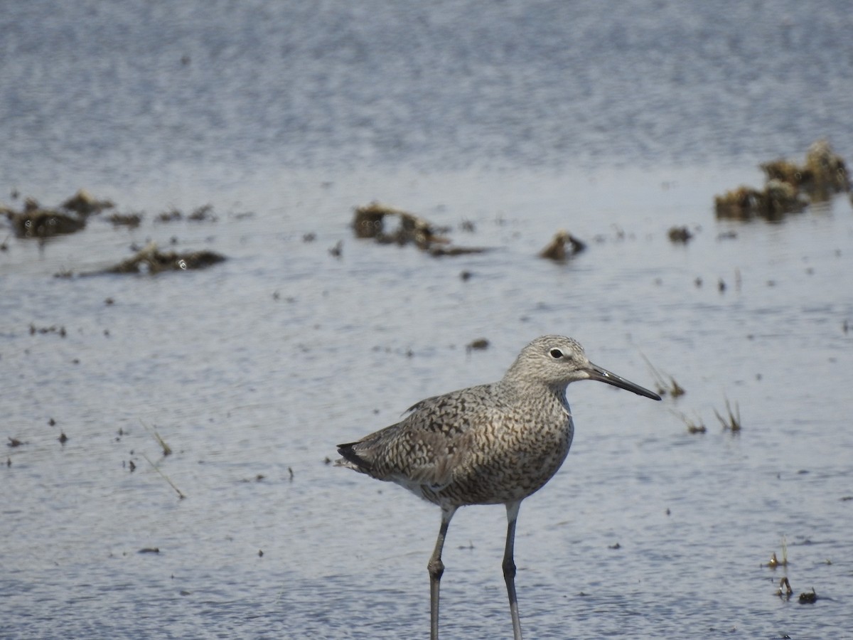 Willet - Dale Heinert