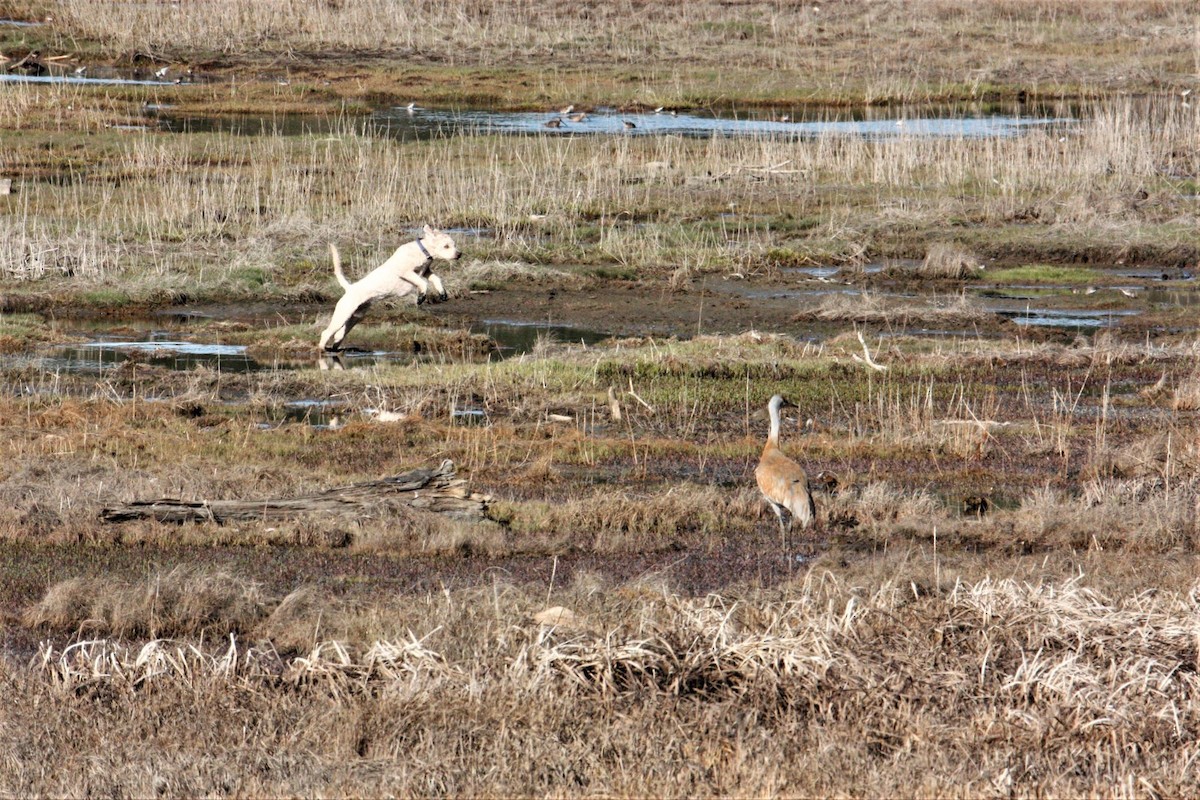 Sandhill Crane - George Matz