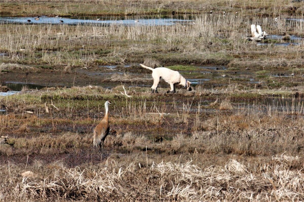 Sandhill Crane - George Matz