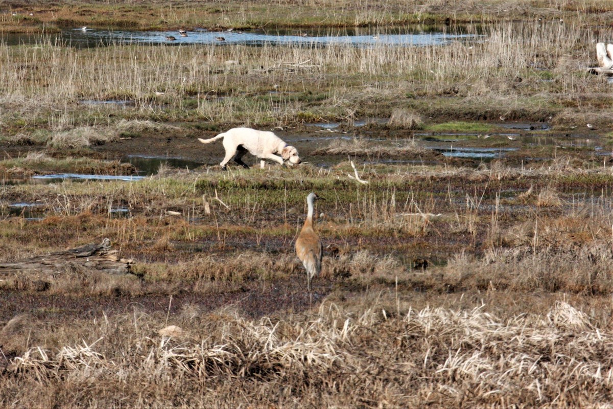 Sandhill Crane - ML571689571