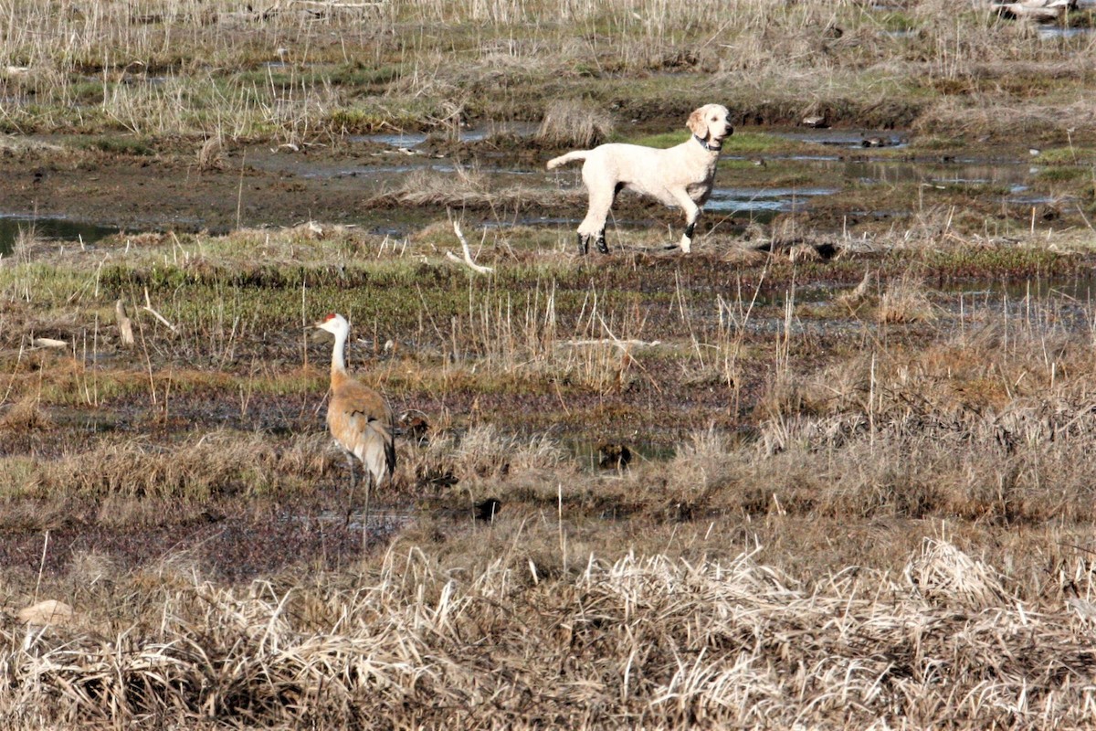 Sandhill Crane - George Matz