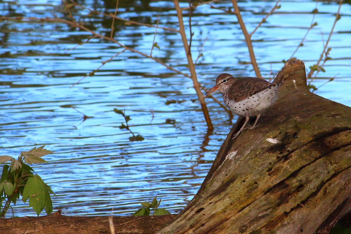 Spotted Sandpiper - Mark Hawryluk