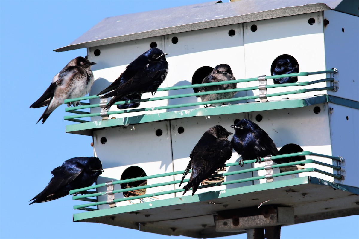 Purple Martin - Tammy Conklin