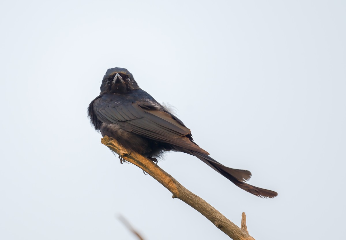 Black Drongo - Kai Pflug