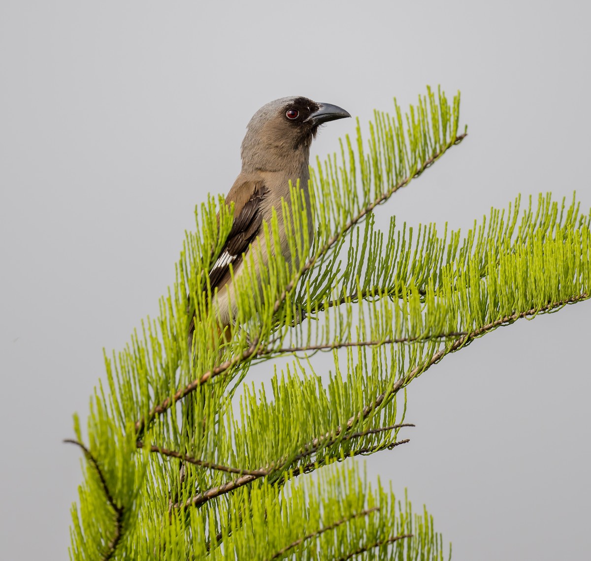 Gray Treepie - ML571691371