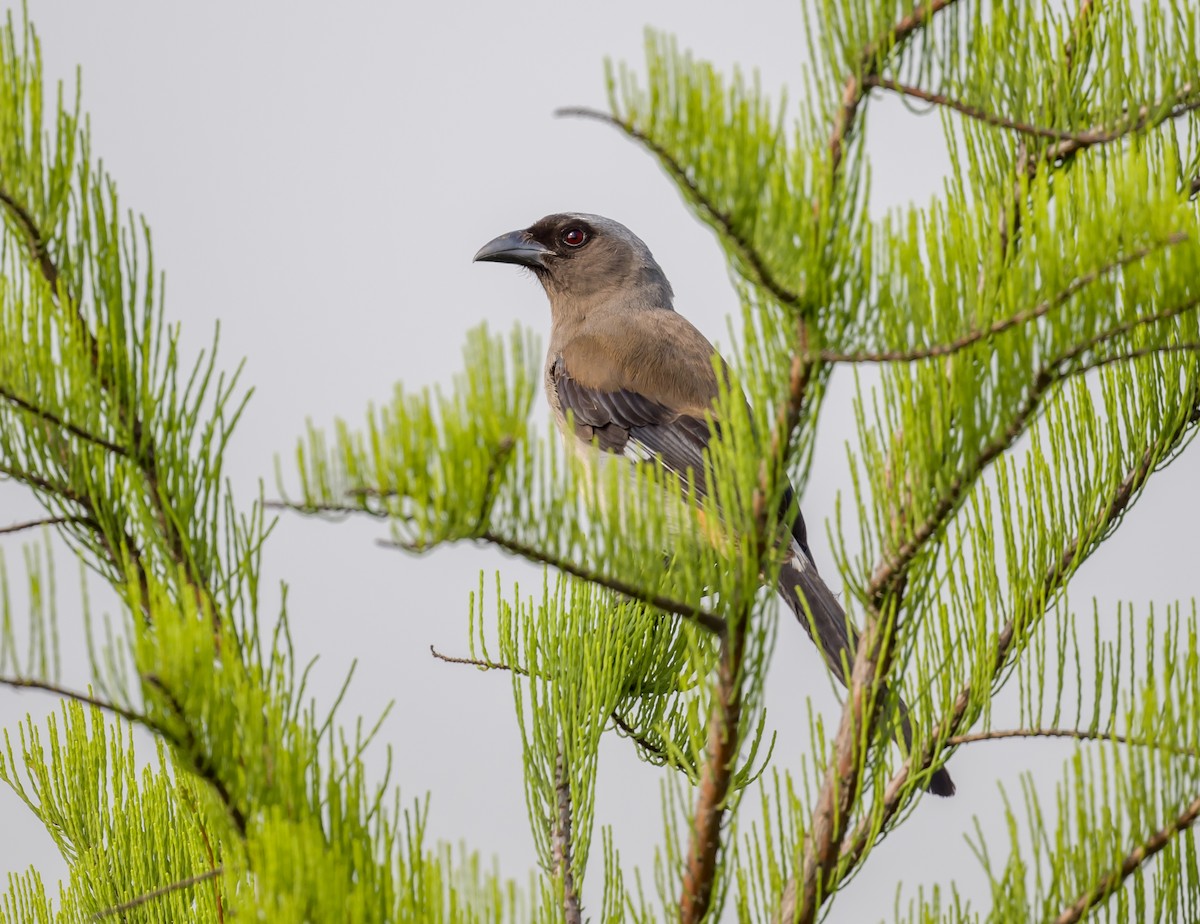 Gray Treepie - ML571691381