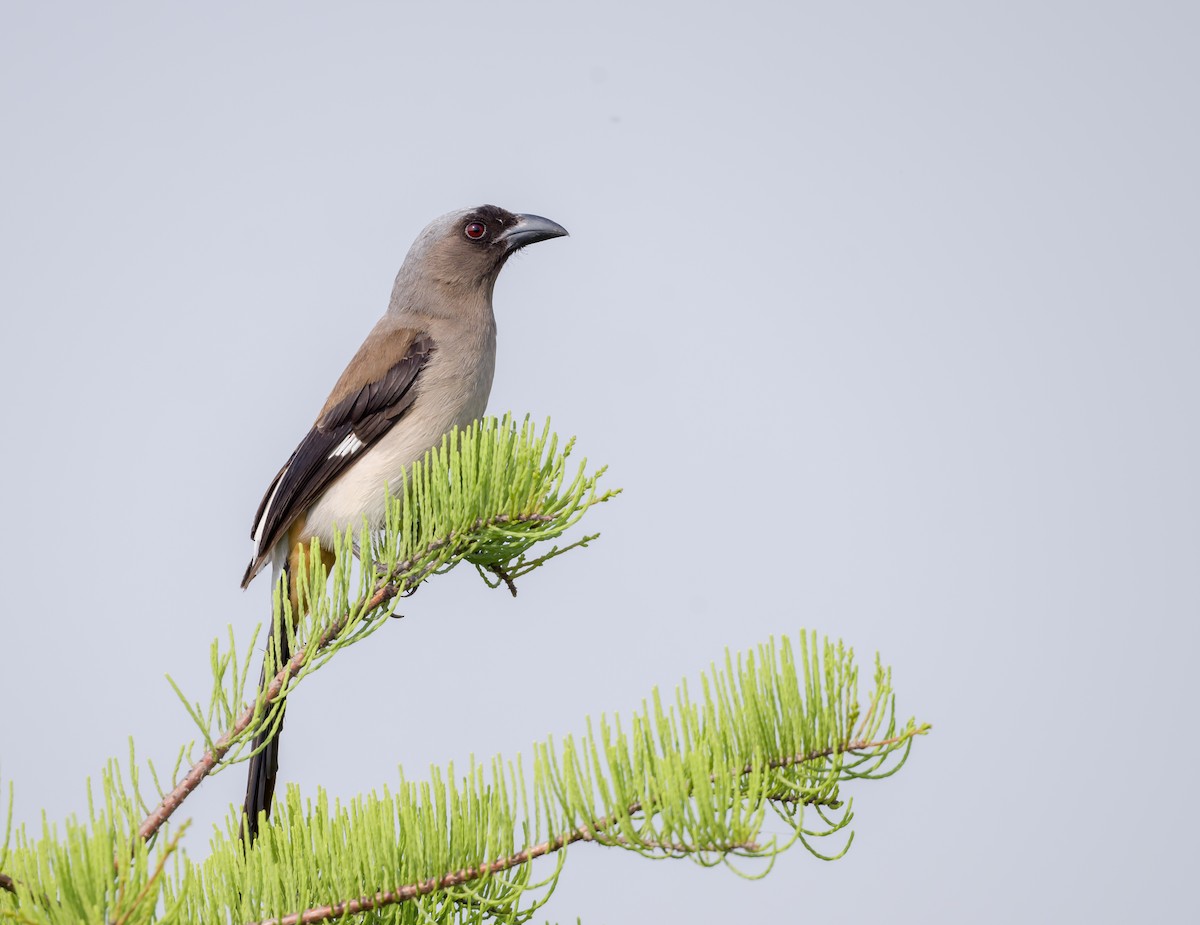 Gray Treepie - ML571691391