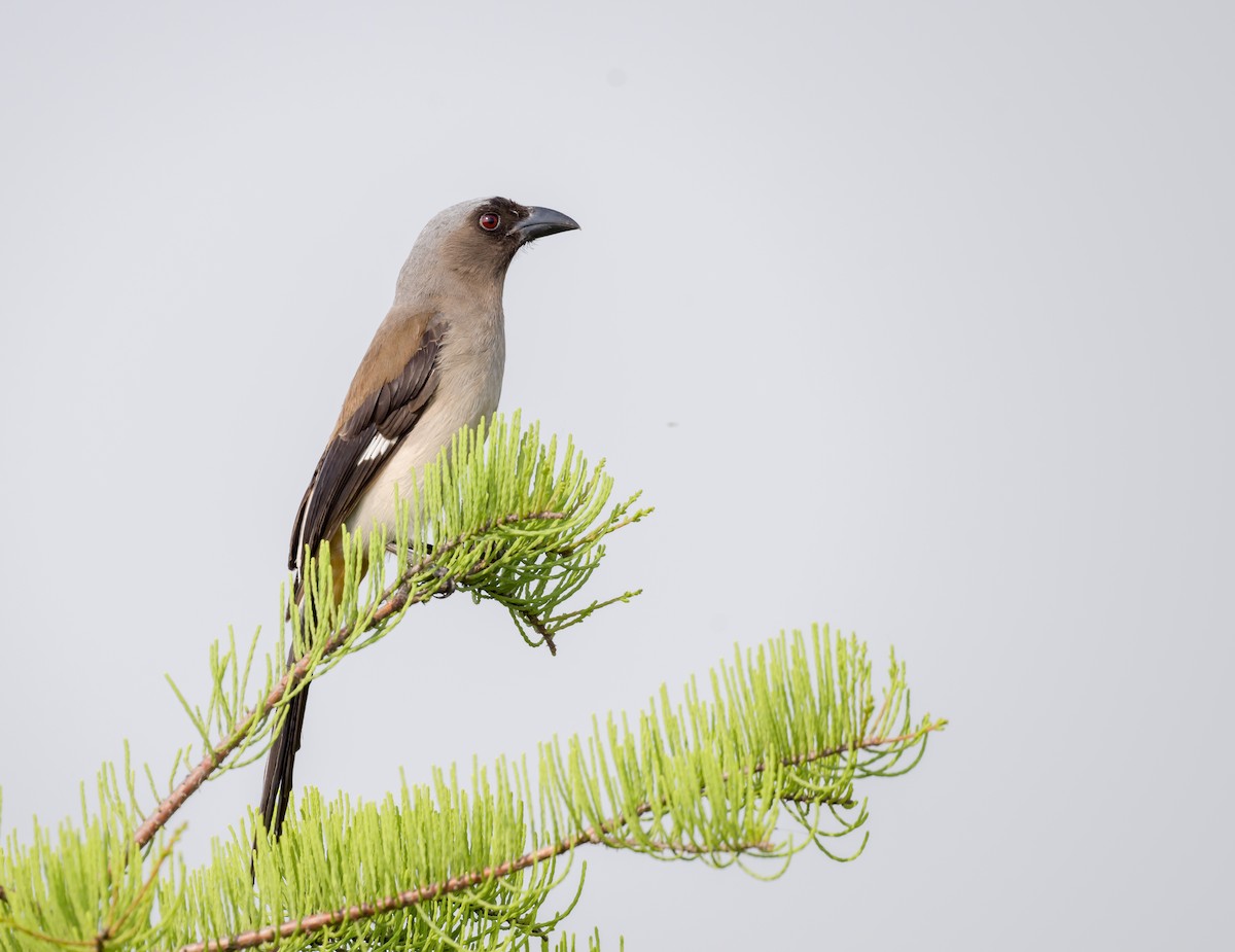 Gray Treepie - ML571691401