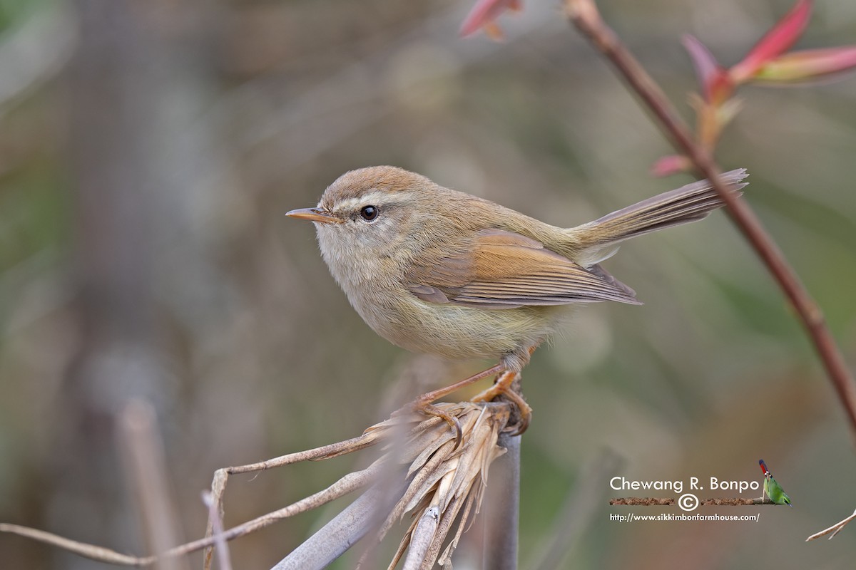 Hume's Bush Warbler - ML571693091