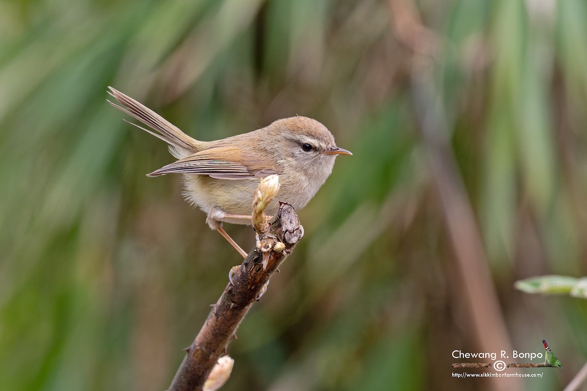 Hume's Bush Warbler - ML571693141