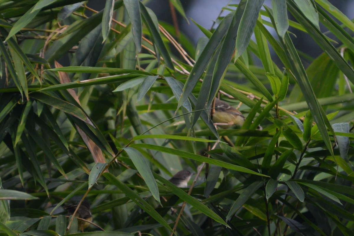 Bar-winged Prinia - ML57169321