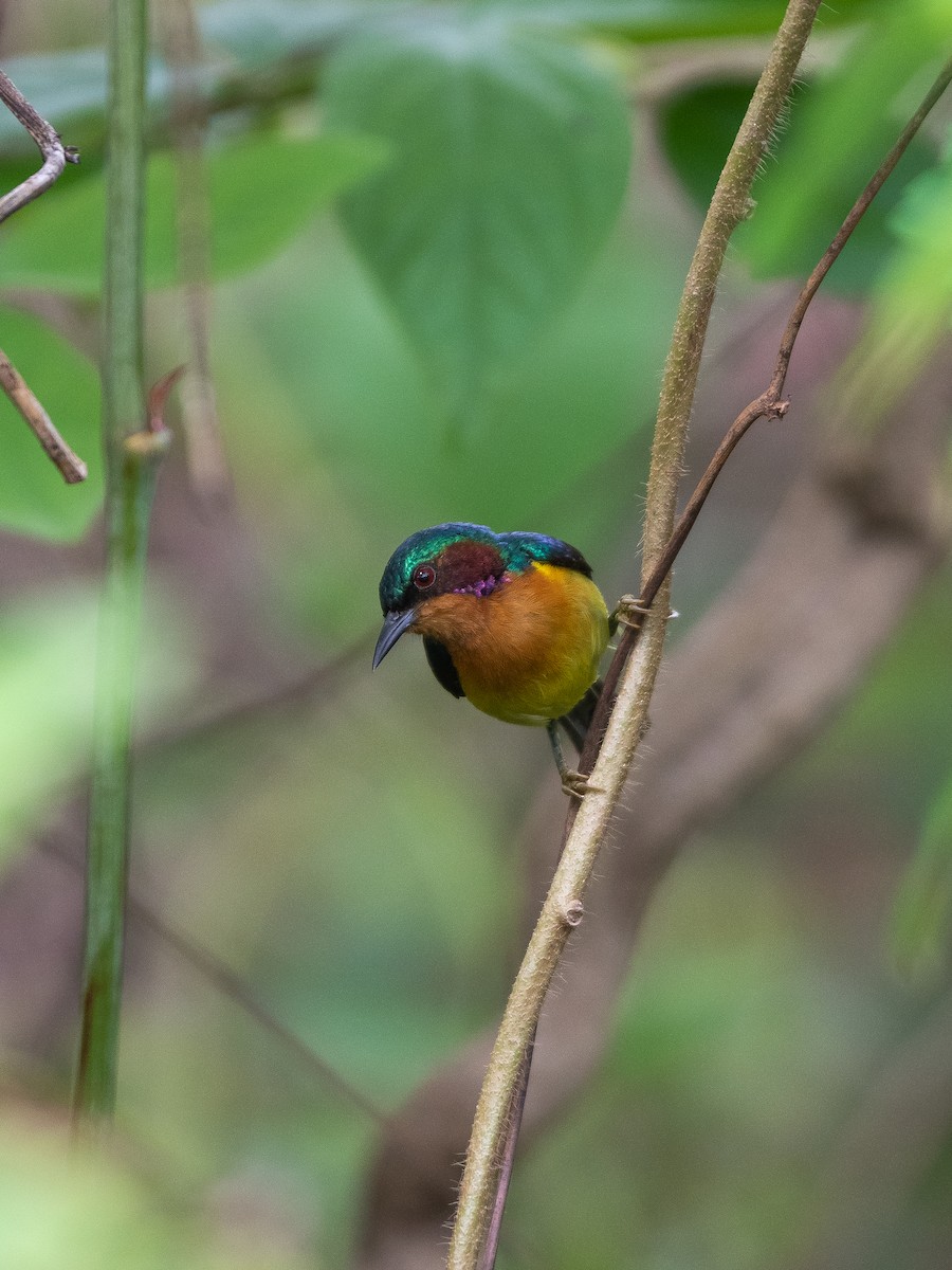 Ruby-cheeked Sunbird - ML571694771