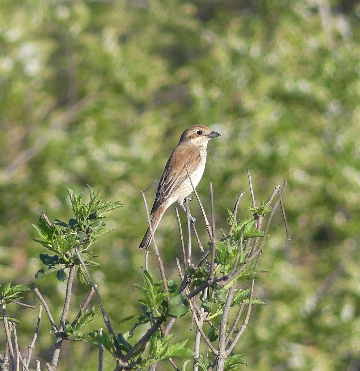 Red-backed Shrike - ML571695111