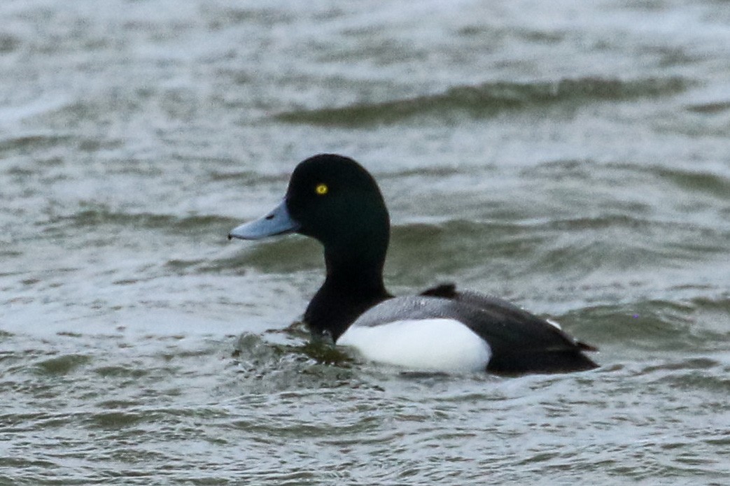 Greater Scaup - ML571695461