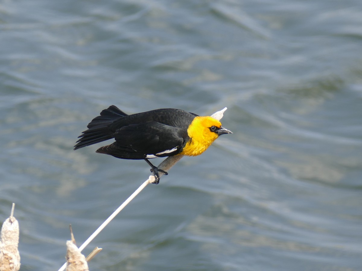 Yellow-headed Blackbird - ML571696761