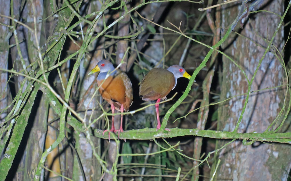 Gray-cowled Wood-Rail (Gray-cowled) - ML571697241