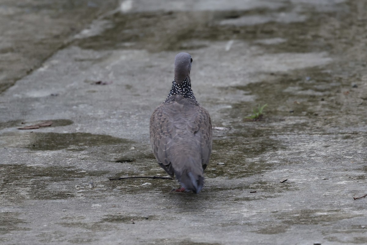 Spotted Dove - ML571697901