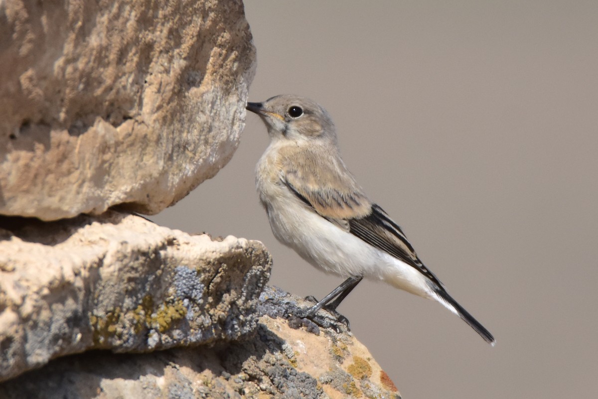 Finsch's Wheatear - ML571698131