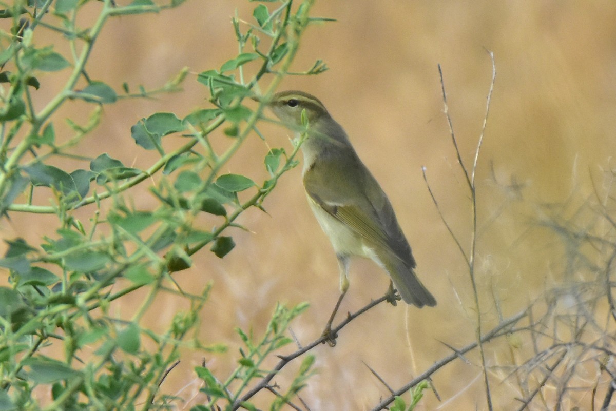 Greenish Warbler - ML571698281