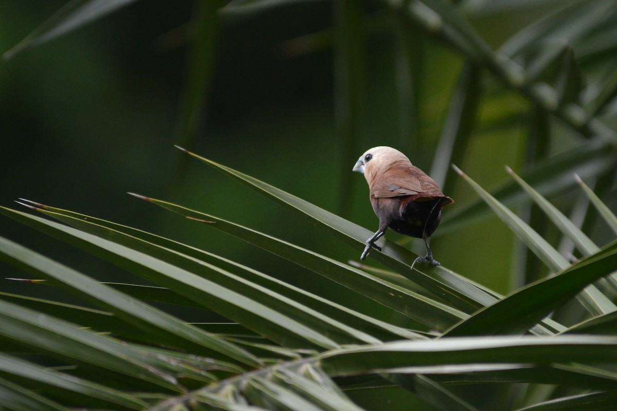 White-headed Munia - ML57169831