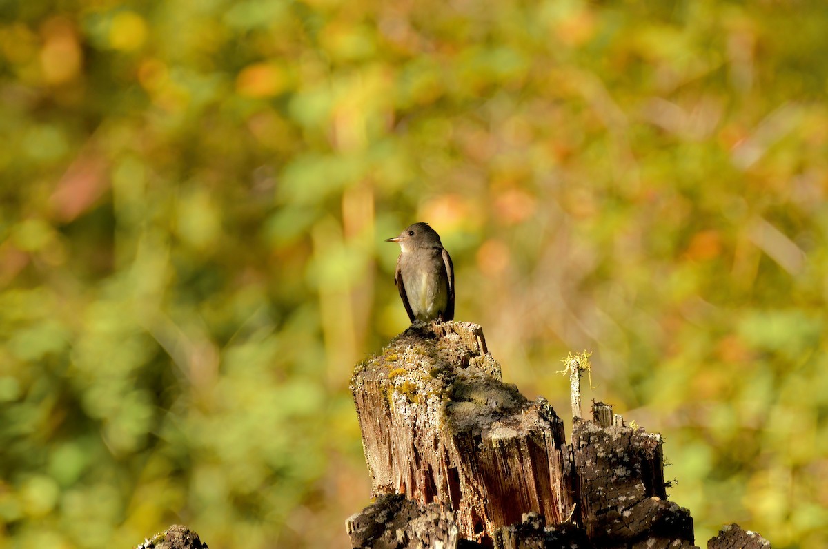 Western Wood-Pewee - ML571698411