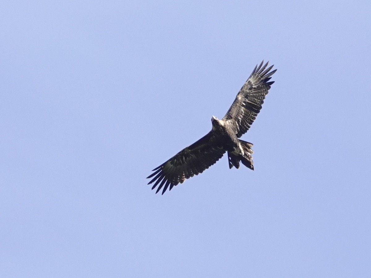 kilehaleørn - ML571699351