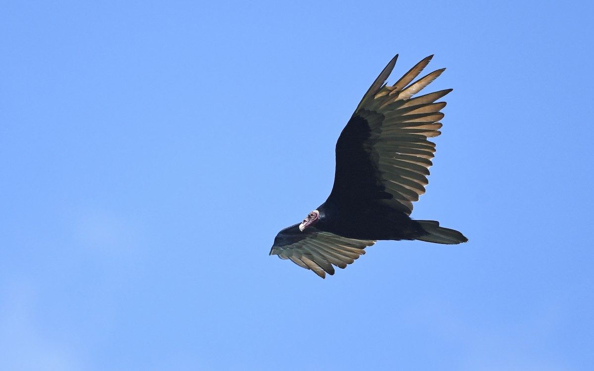 Turkey Vulture - Christoph Moning